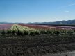 Jan 2 flower fields2